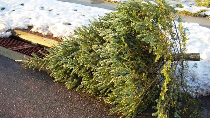 Christmas-Tree-at-Curb_reduced