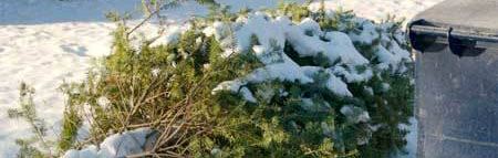 Christmas Tree Christmas Tree