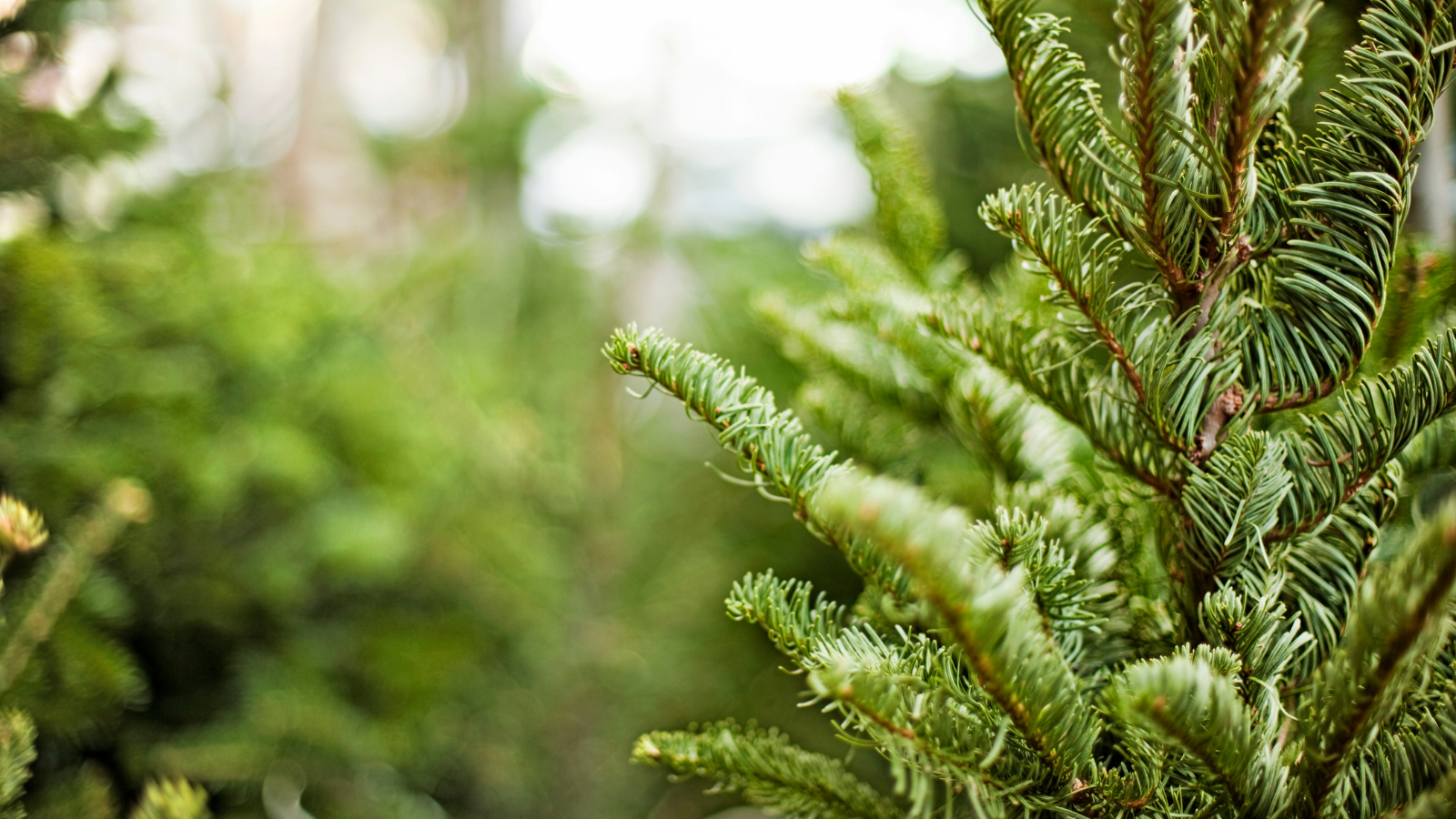 Evergreen tree sale