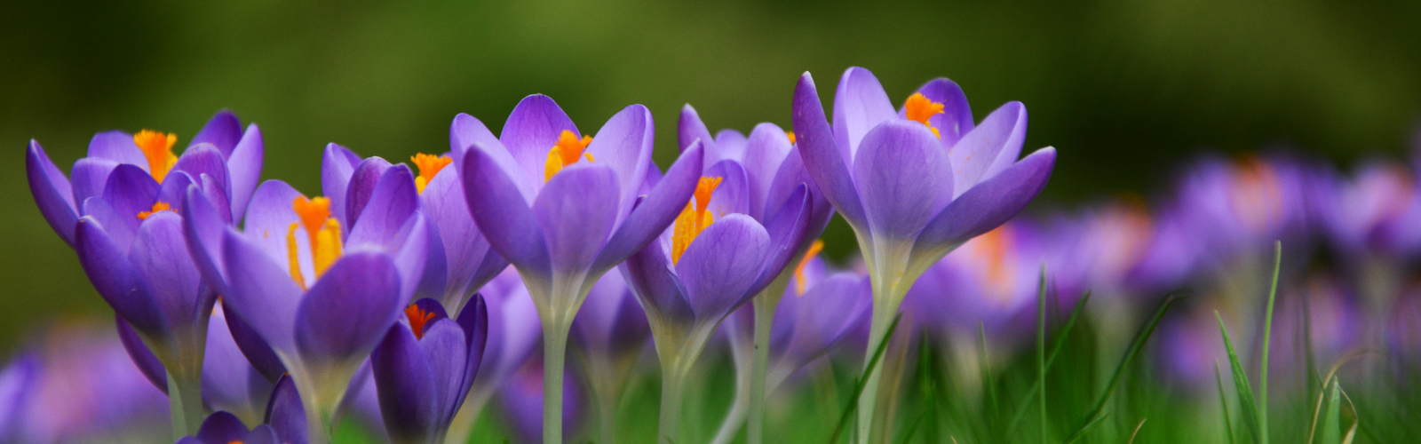 Spring crocus