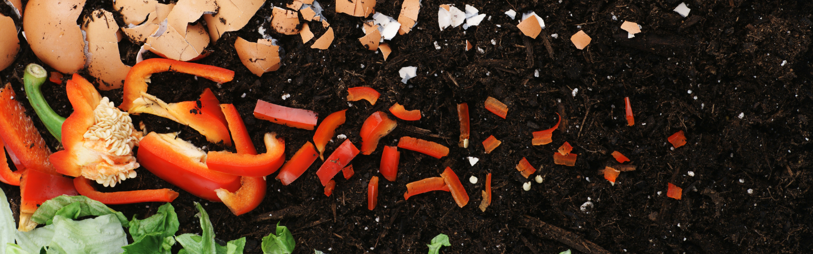 Eggshell, red bell pepper and lettuce scraps arranged over dirt