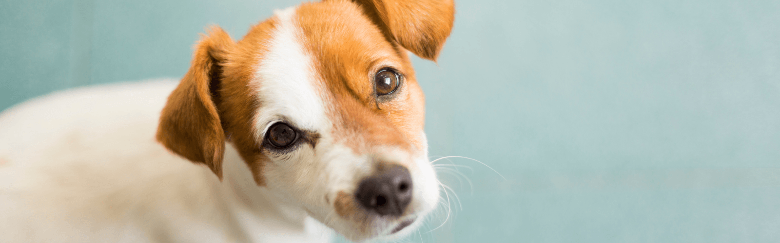 Brown and white spotted dog looking up against light blue background