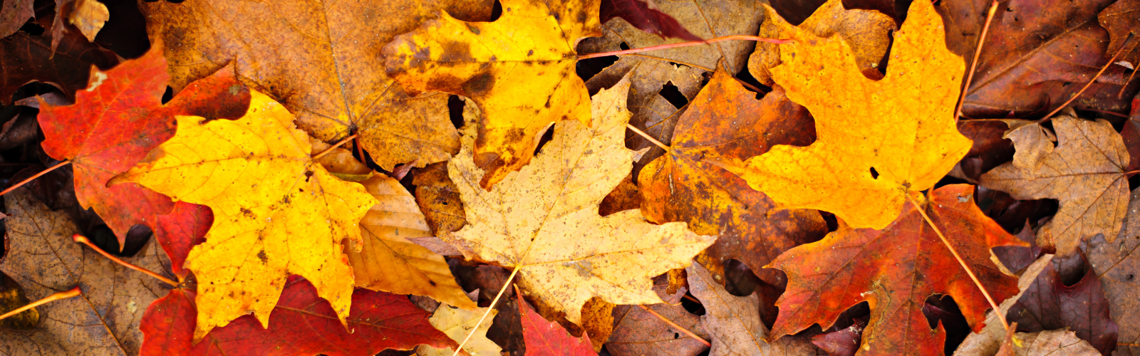 Fall leaves