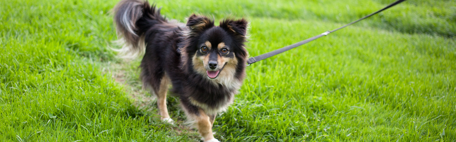 Small dog on leash