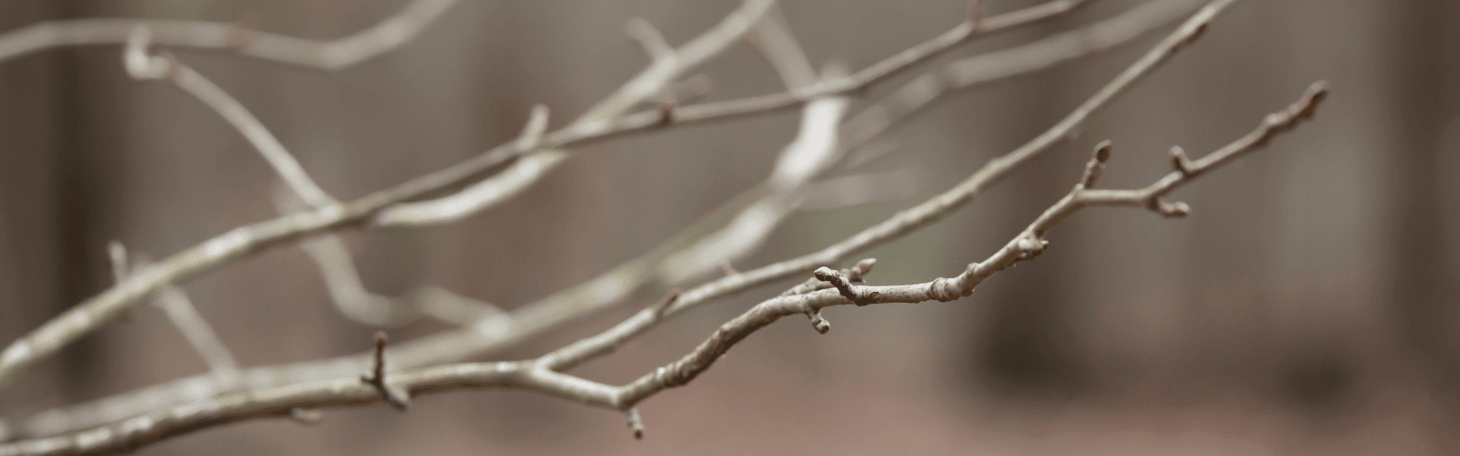 Winter tree branch