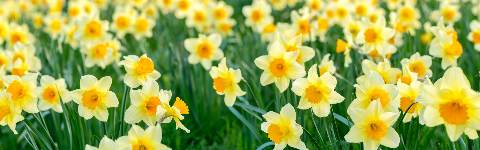 Field of yellow daffodils