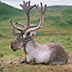 Reindeer